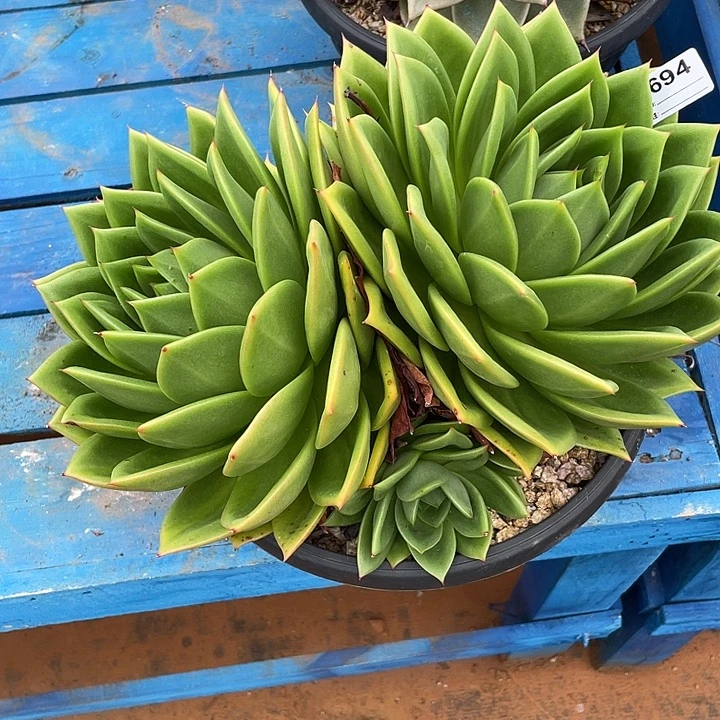 若如东云单拍C694