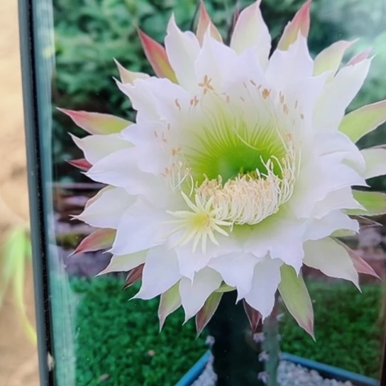 1黑刺斑歪无根侧芽25公分左右20包邮