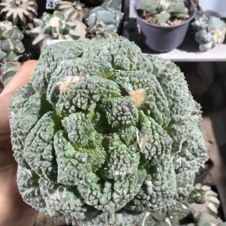 941无毛菜花牡丹仙人球