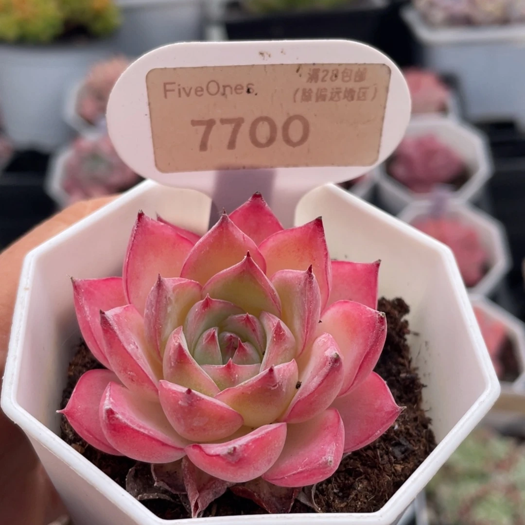 粉水晶7700-5.厘米