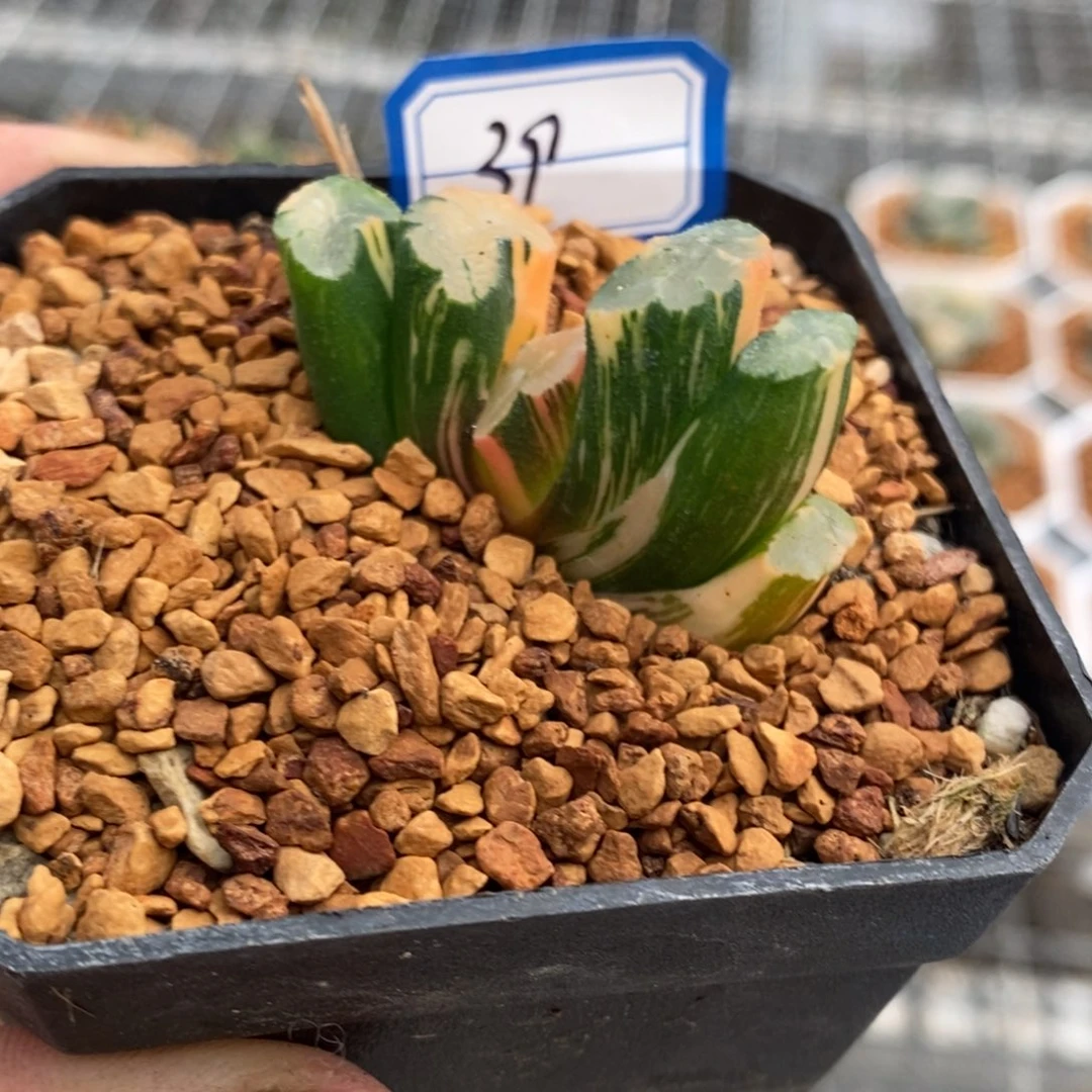 39号北斋玉扇锦多肉