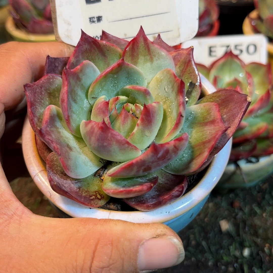 惊鸿一瞥754号多肉