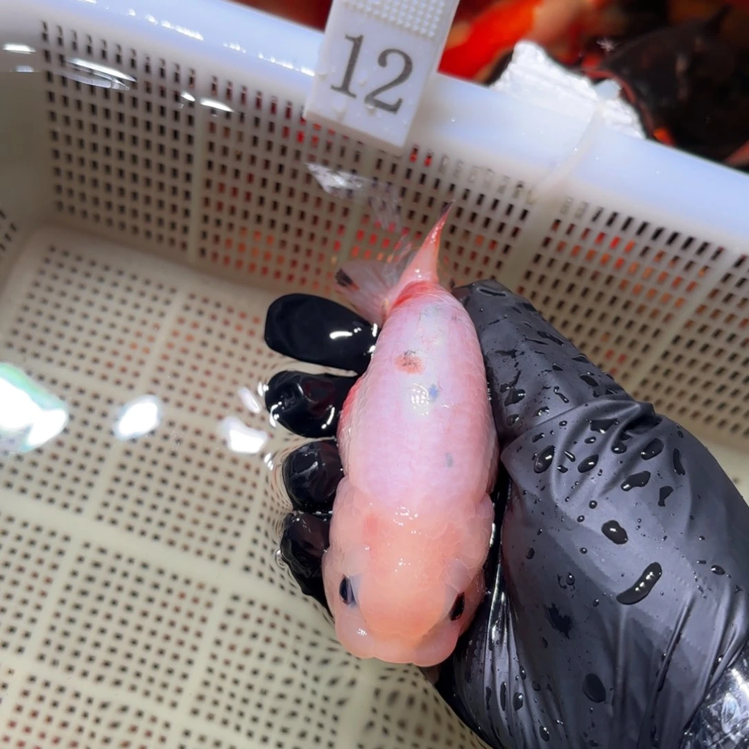 金鱼前倾运费自理不包邮，拍包装包邮