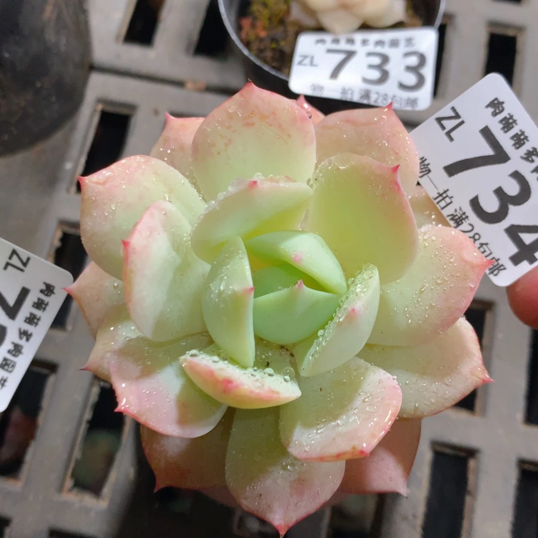 5CM拇指盆精控多肉ZL734