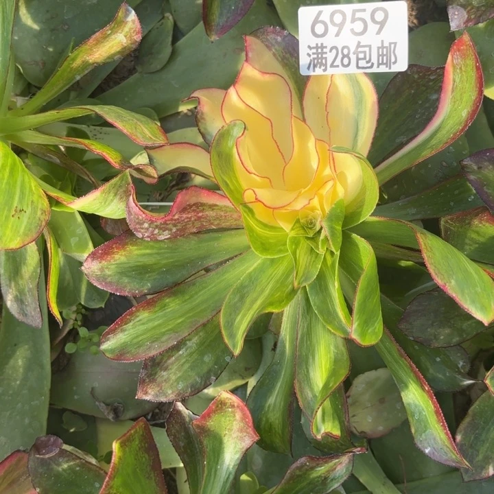 E.  6959魅影斑点彩多肉