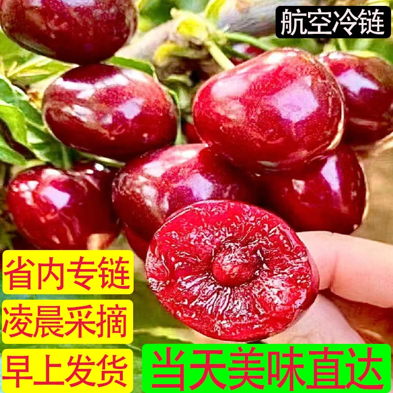 【甘肃省内专拍】天水套袋美早大樱桃国产车厘子现摘新鲜甜孕妇水果