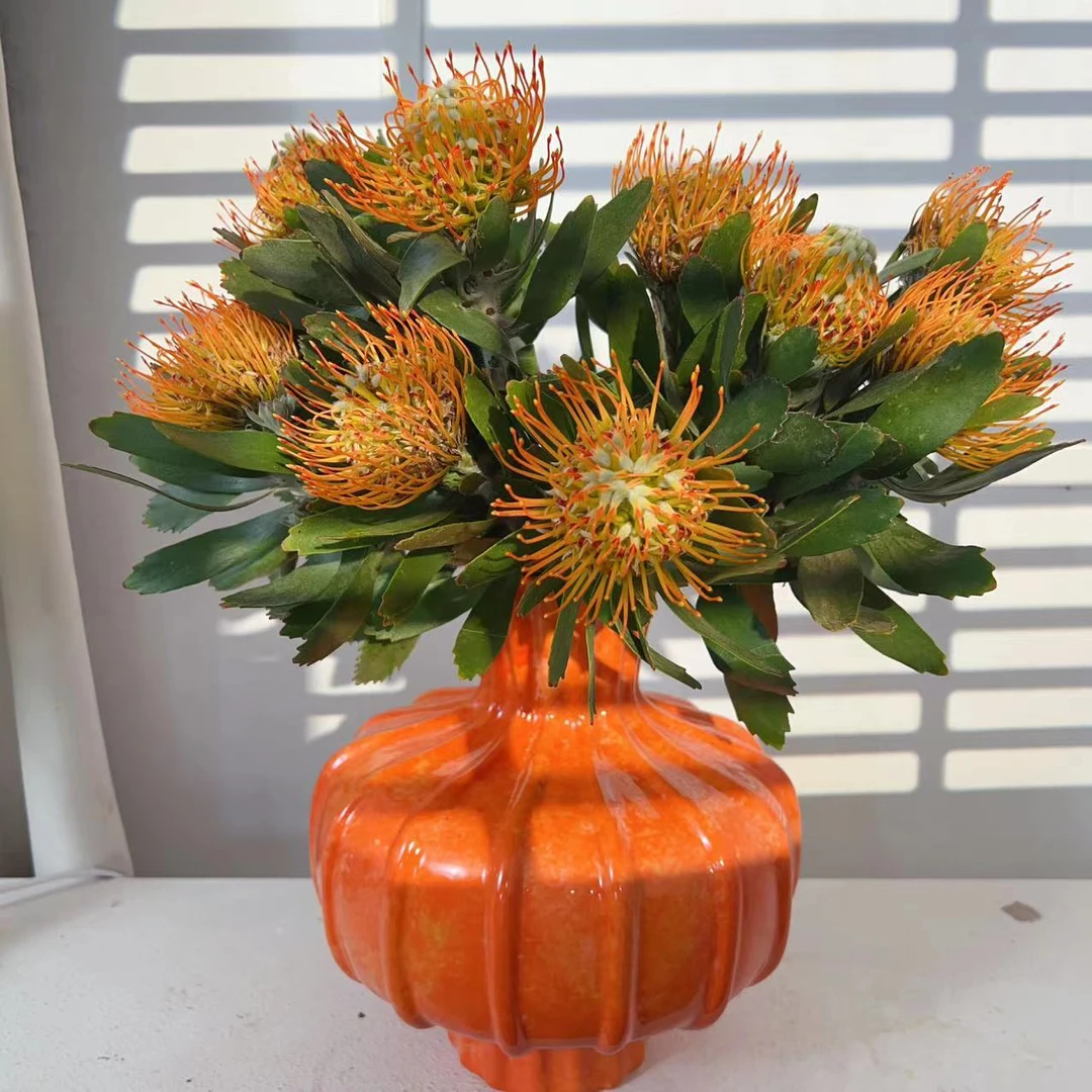 稀有花材【线条感橙色针垫】 可做干花 昆明基地直发 顺丰包邮