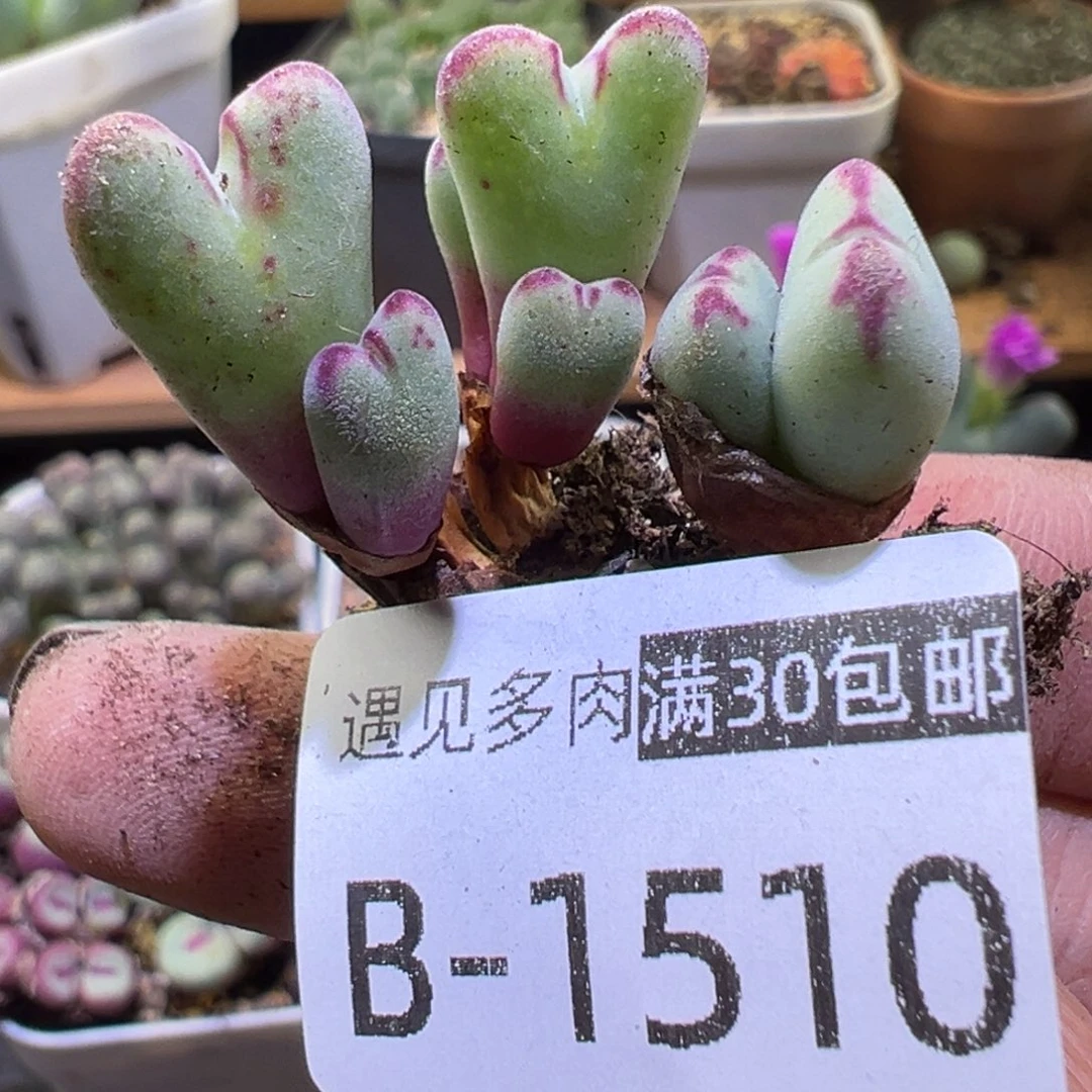 多肉植物111111111111