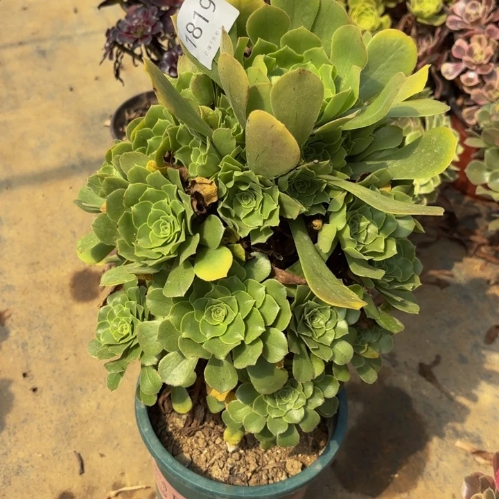 绿羊绒处理不包断头多肉1819