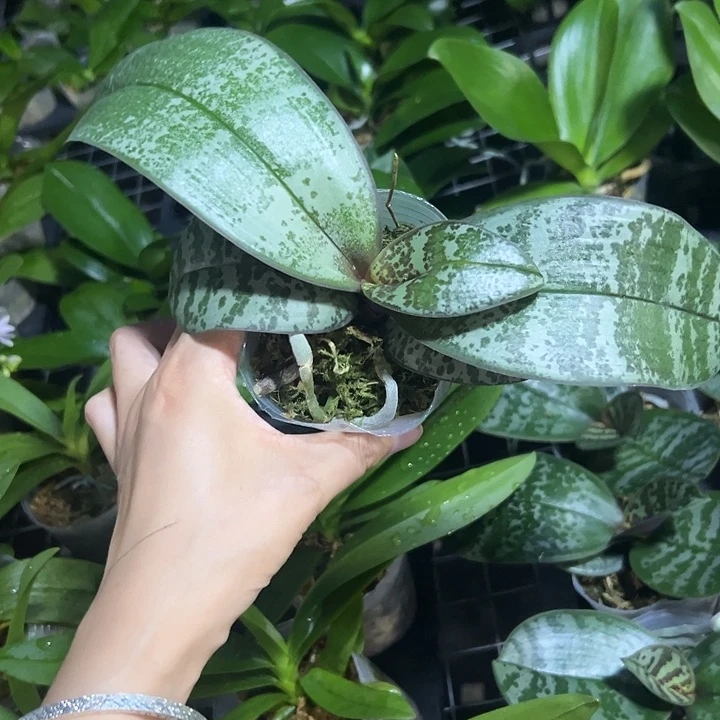 当前无花栽培后可以开花山采交奎松2.8苗根少
