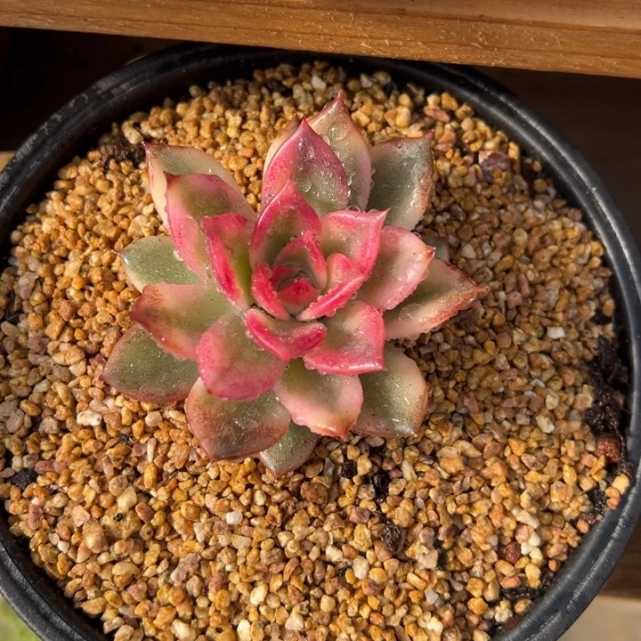 火焰山锦 夏鸣园艺