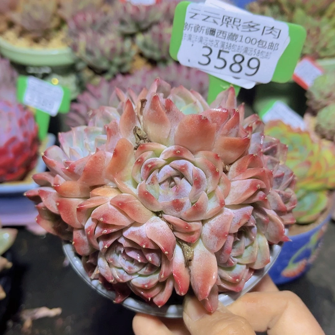 3589黑水晶多肉植物