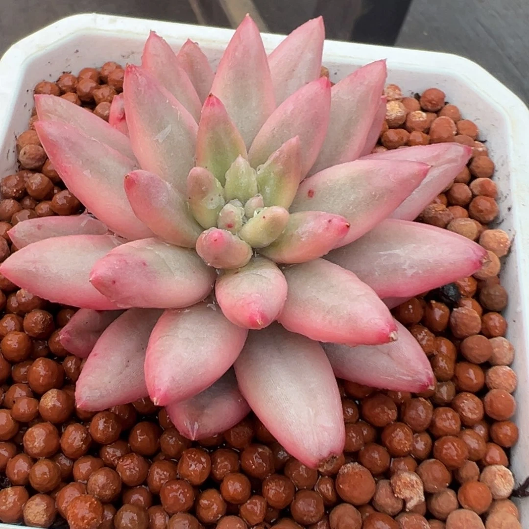 红蜻蜓锦美人锦，覆轮锦