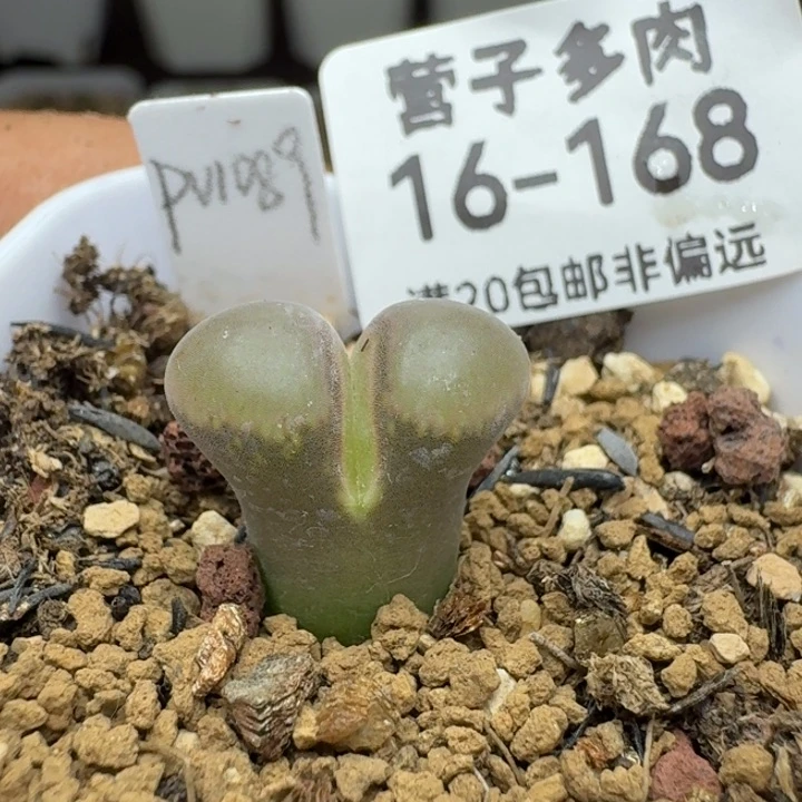 鲑鱼粉带盆土