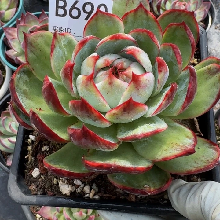 惊鸿仙子 690........