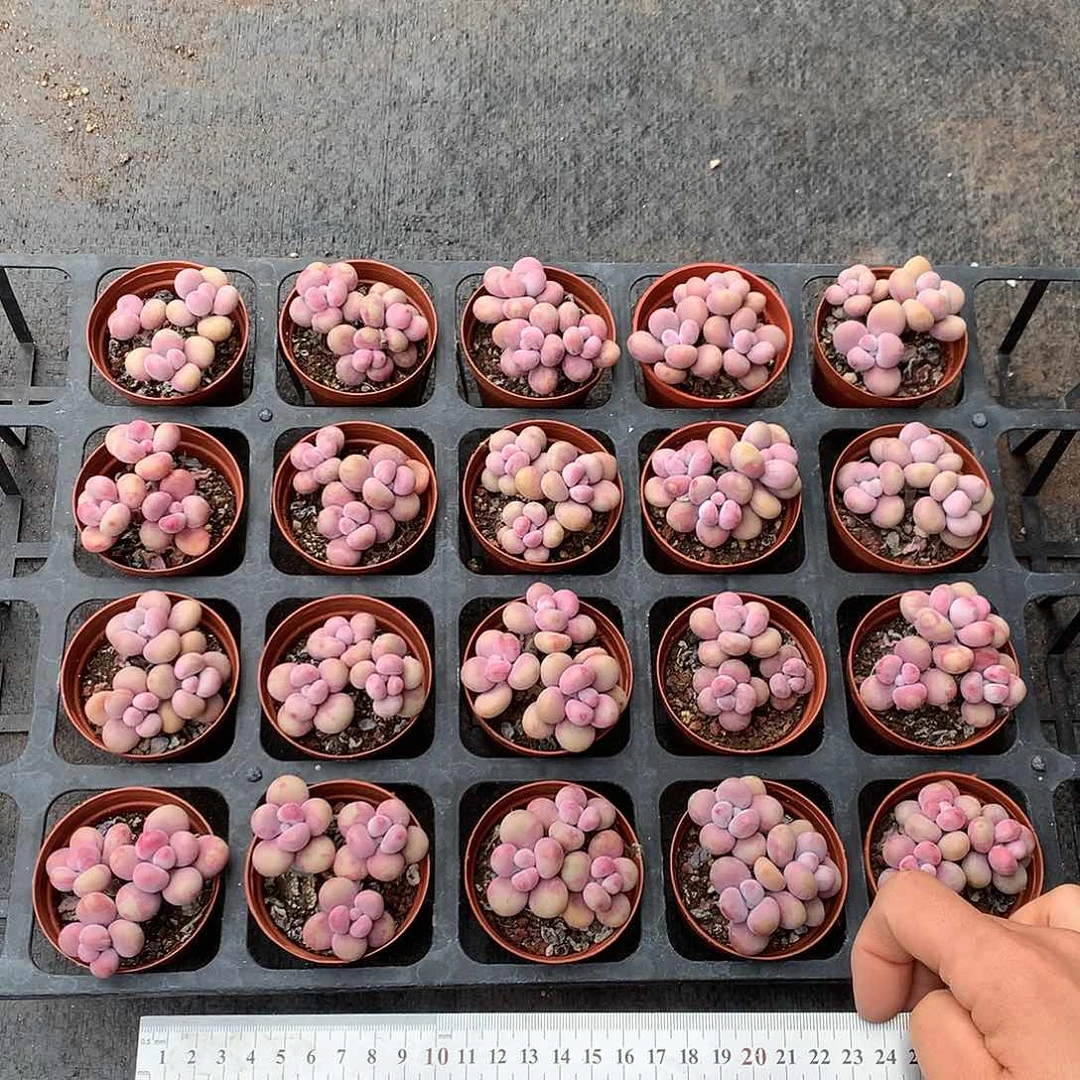 我****子20个偏远地区不包邮的