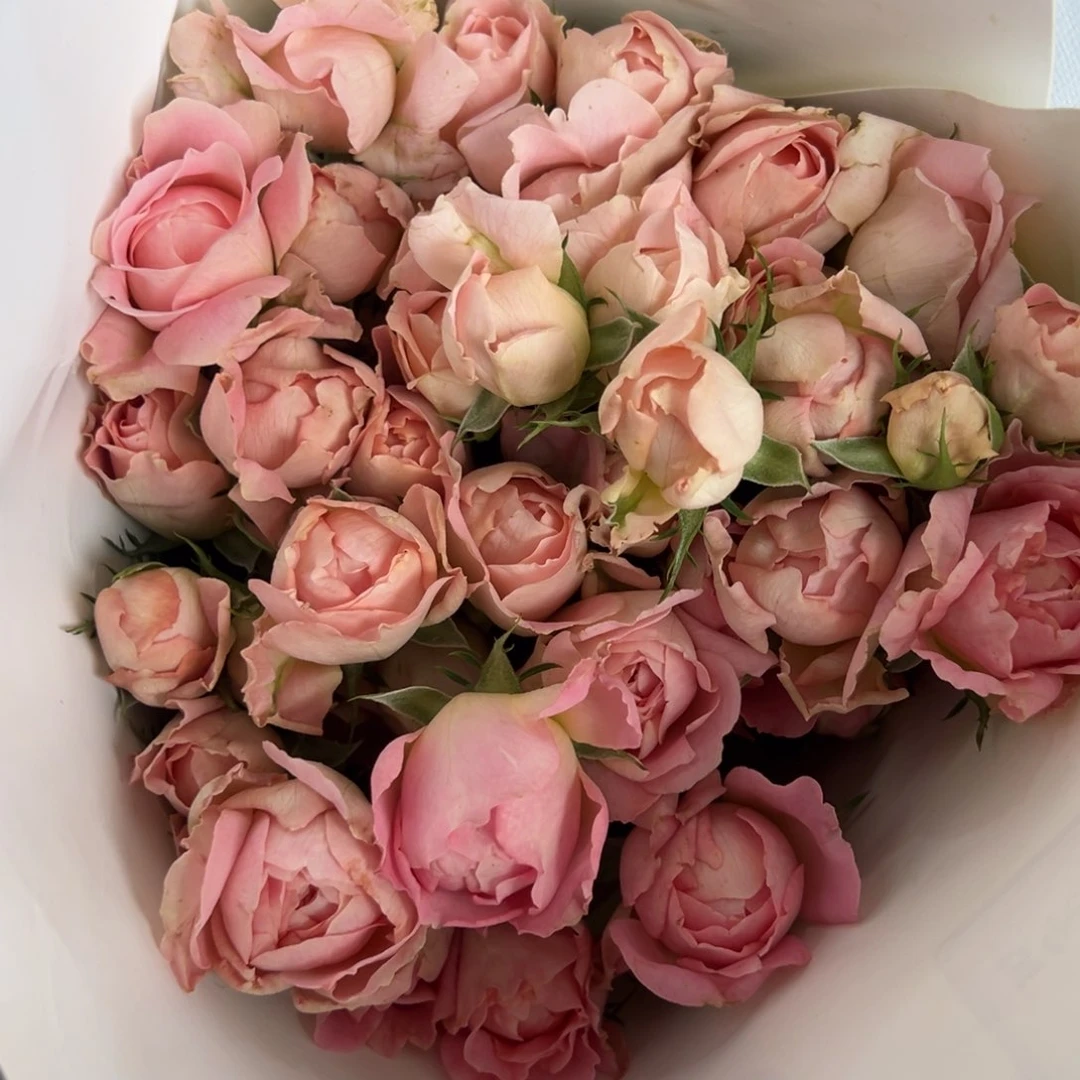 新基地 B48-02 任拍三单顺丰包邮 10支装