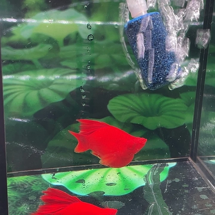 海水鱼精品高崎红箭球一对