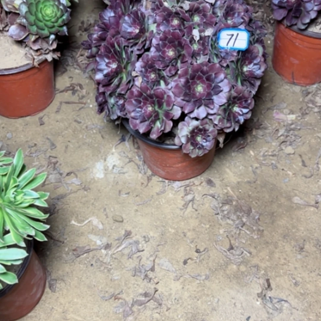 【闪购商品】君*兰多肉植物何兰71