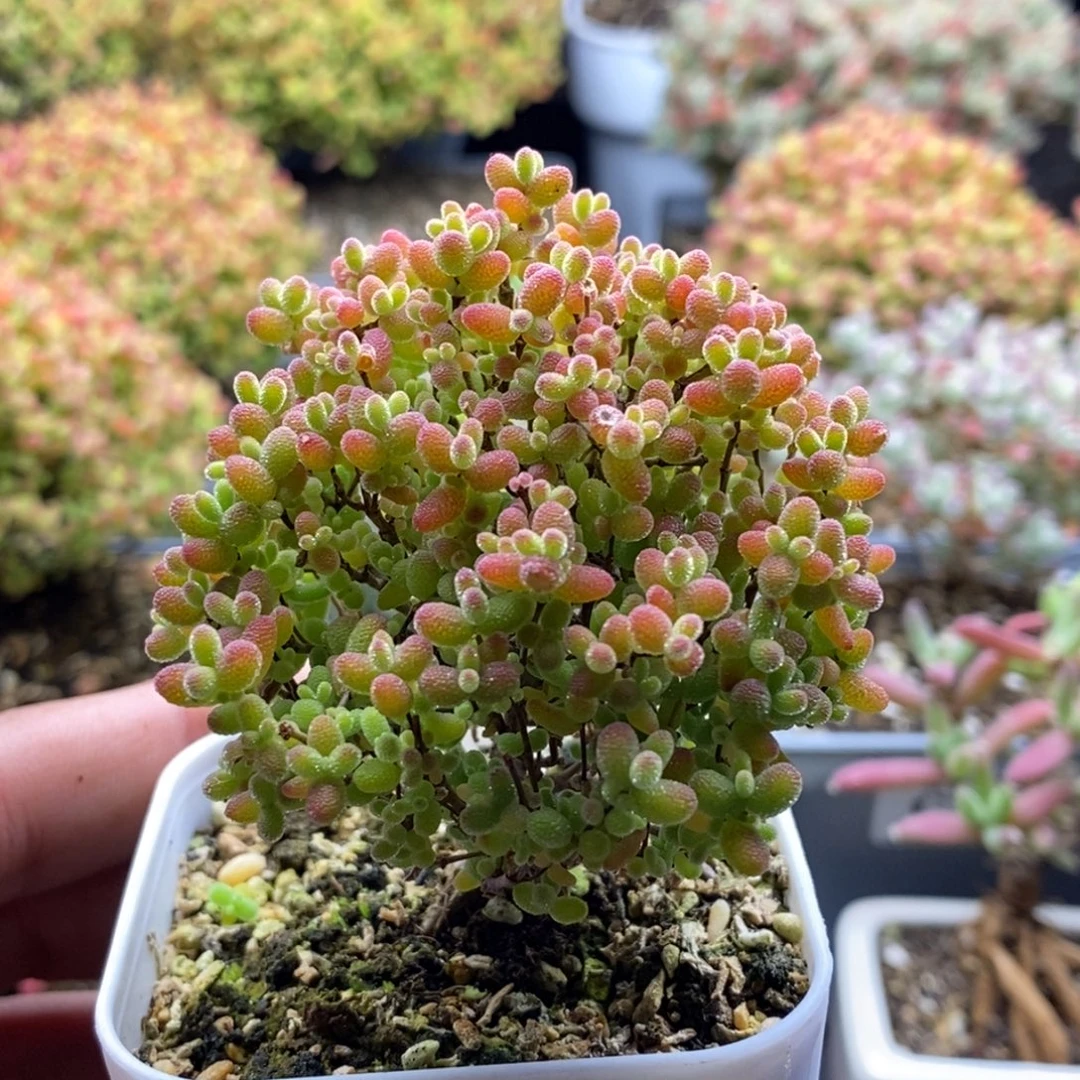 蜜橘糖球225。
