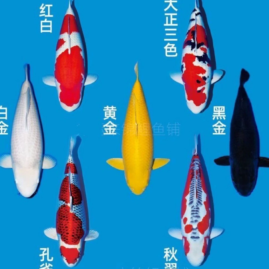 小锦鲤4-8cm（包邮）