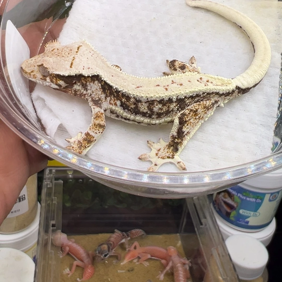 睫角守宫超黑底三色莉莉