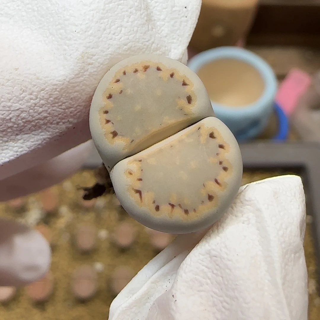 11.19.c216饼干.9035尺寸1.8cm