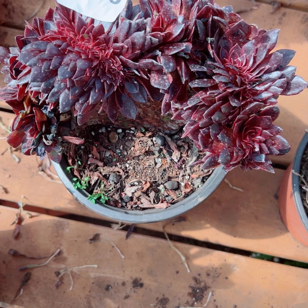 我3276 号多肉多肉法师新年福利