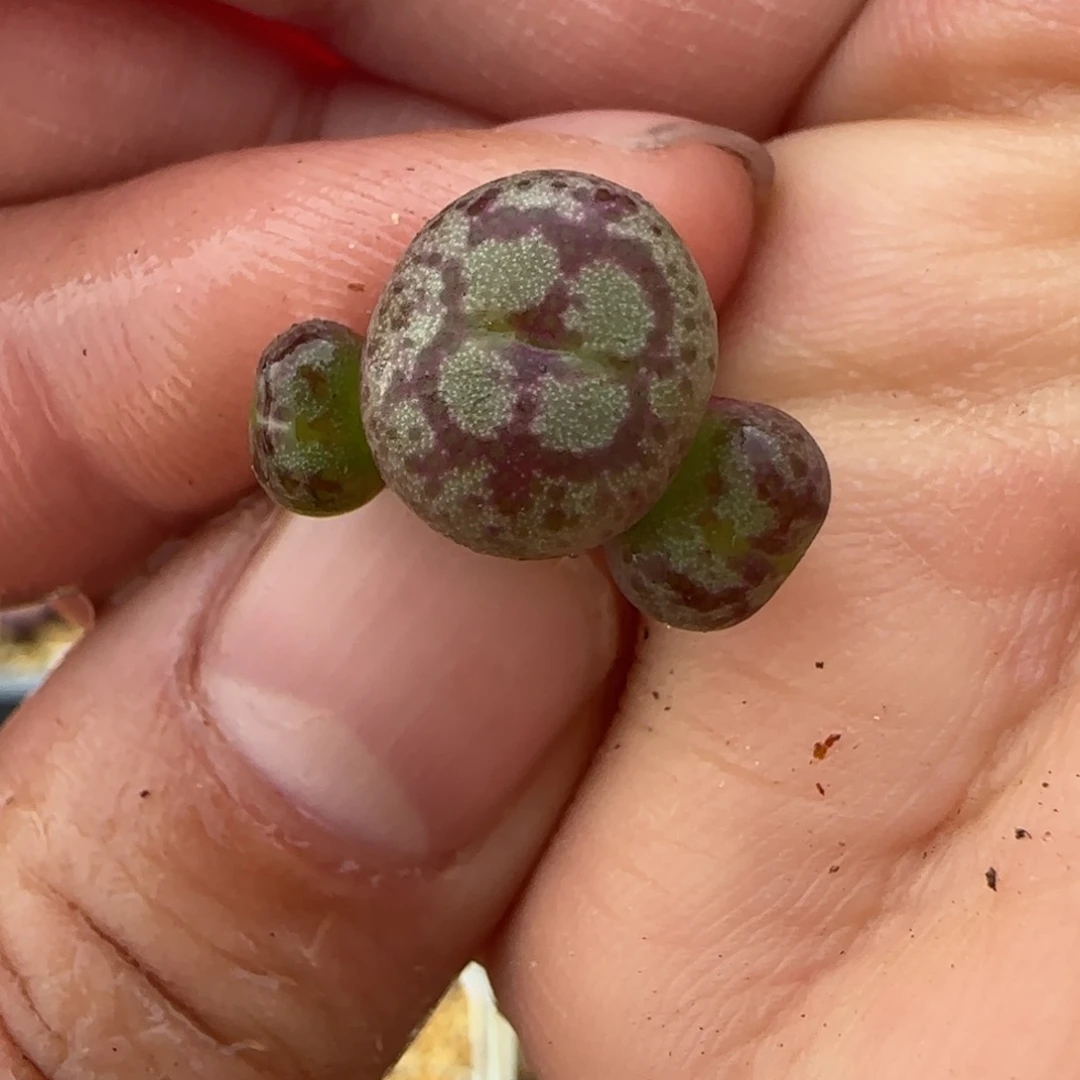 2.9号多肉八重猴脸45号