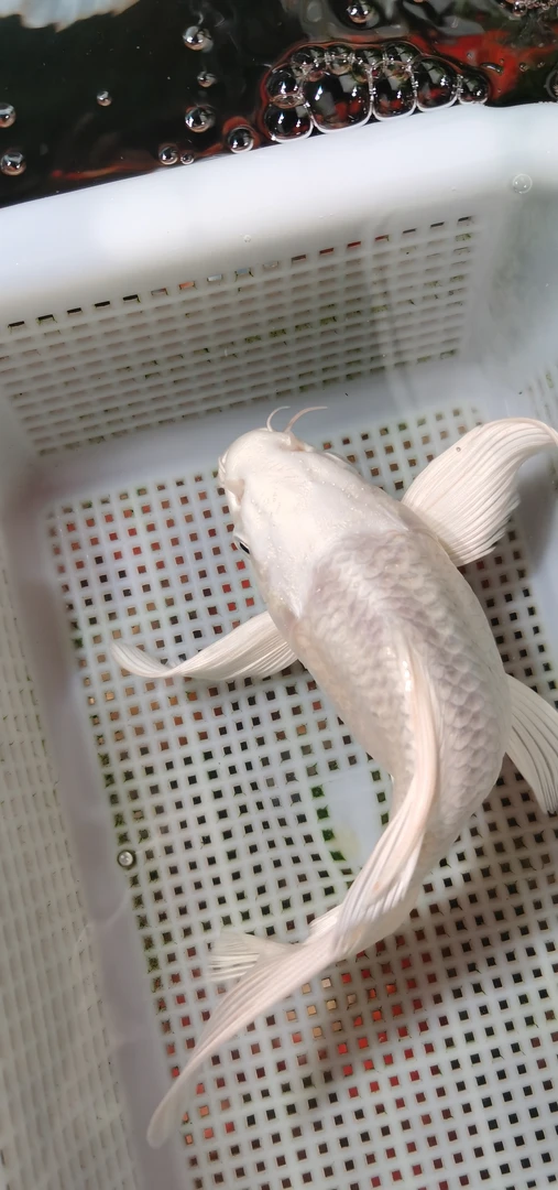 改价金鱼一筐！截图款！拍开箱视频包邮包活