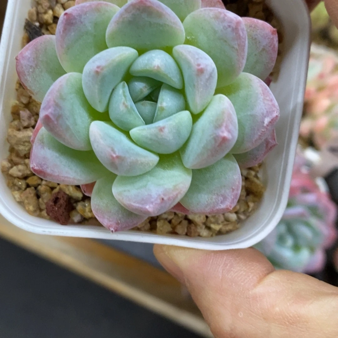 精品多肉一物一拍不包整1