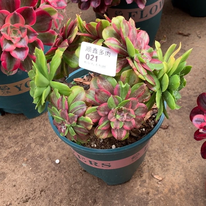 021粉黛多肉植物