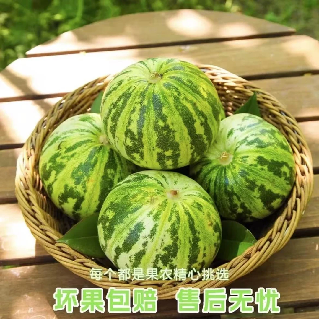 山东头茬花蕾香瓜花美人甜瓜香甜脆爽产地直发现摘现发