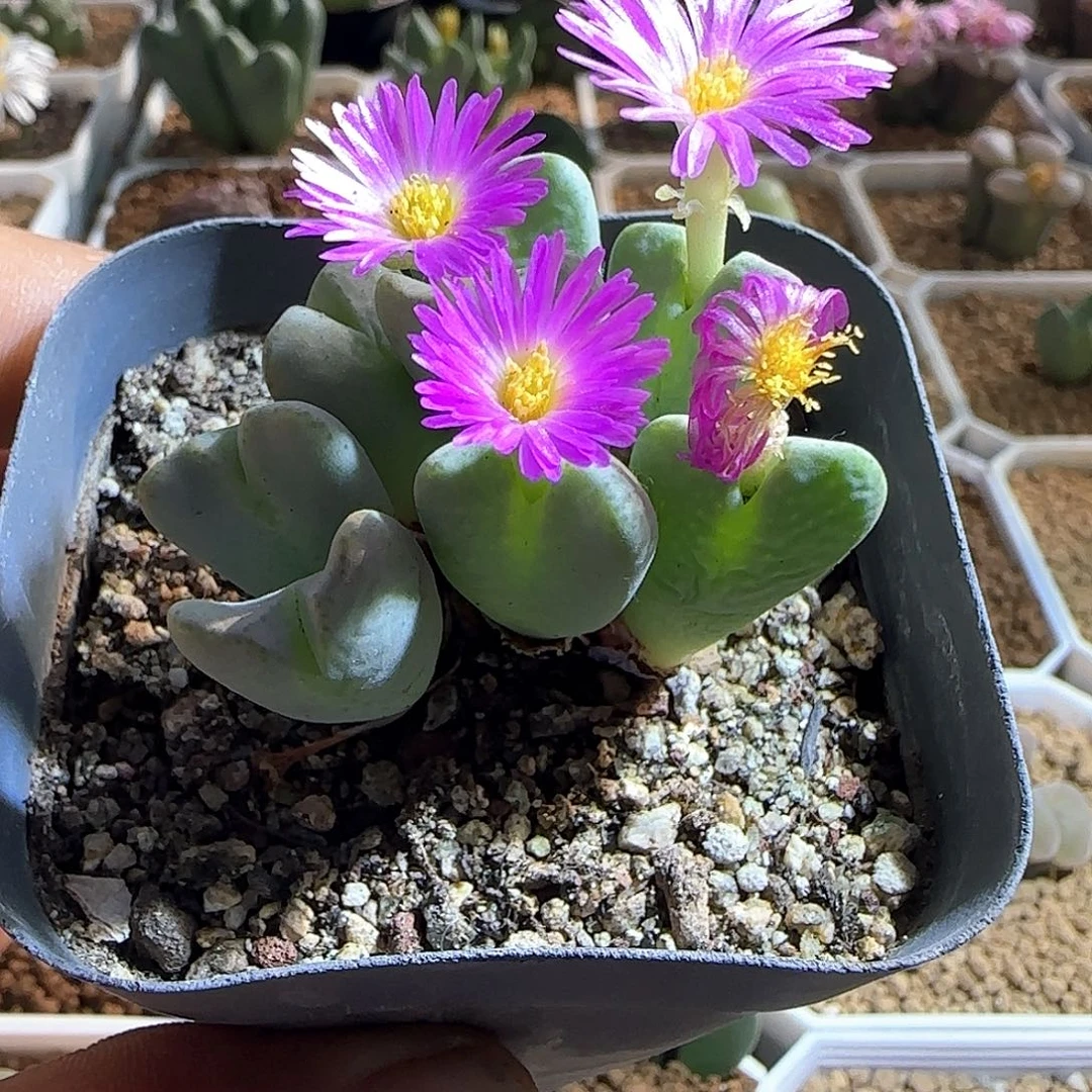 哈哈哈哈哈哈哈54797