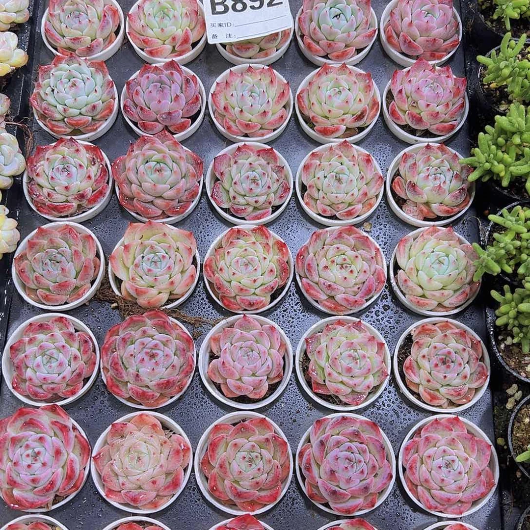 892样品带盆带土19包邮