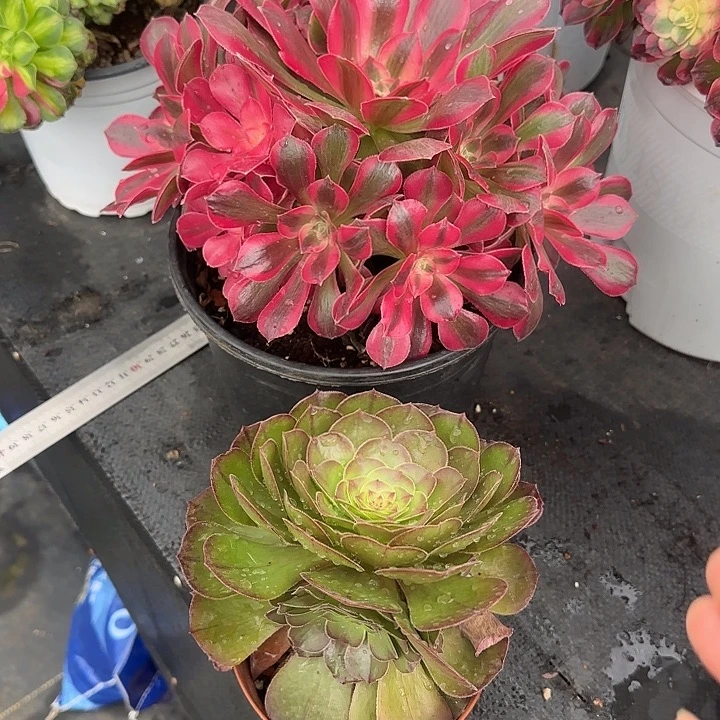 法师多肉植物小花