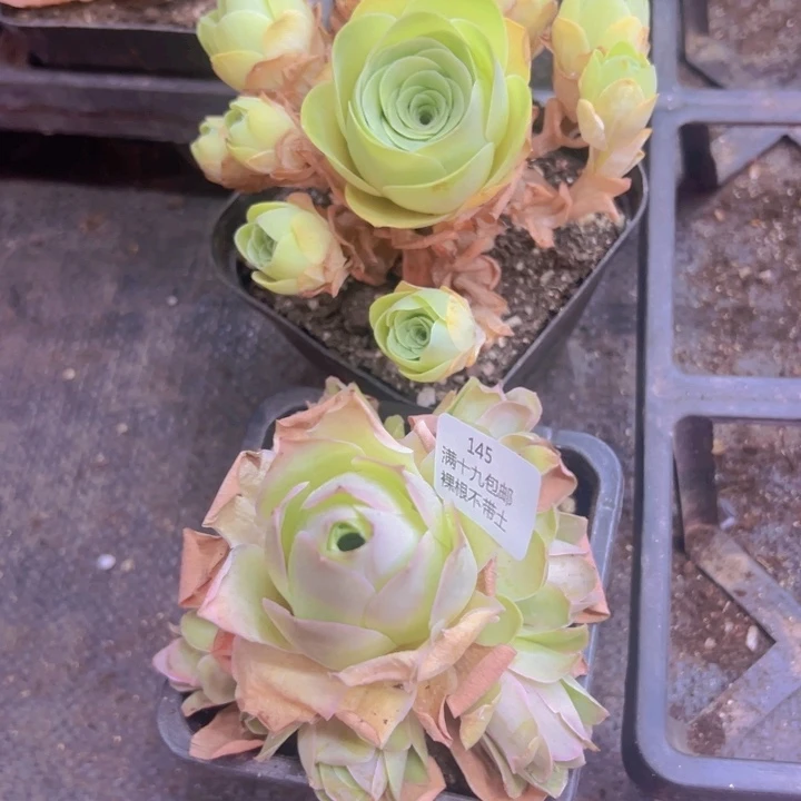 145裸根不带土发货