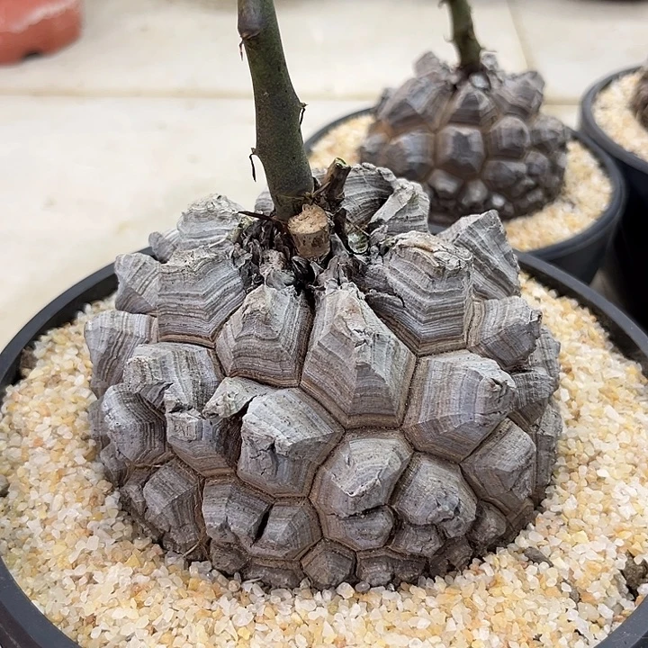 汤圆植物龟甲龙剑甲