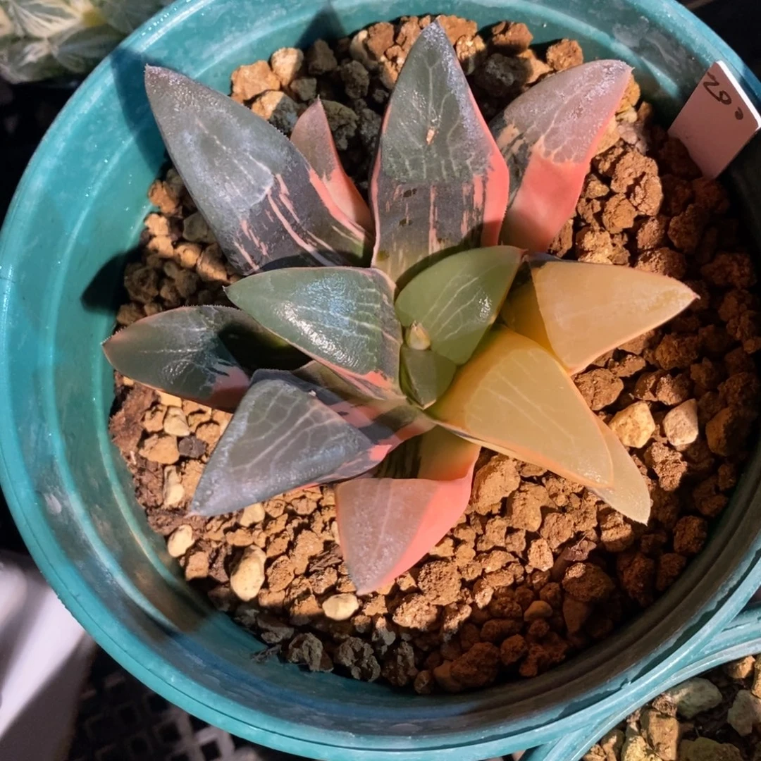 一颗实生大克锦。