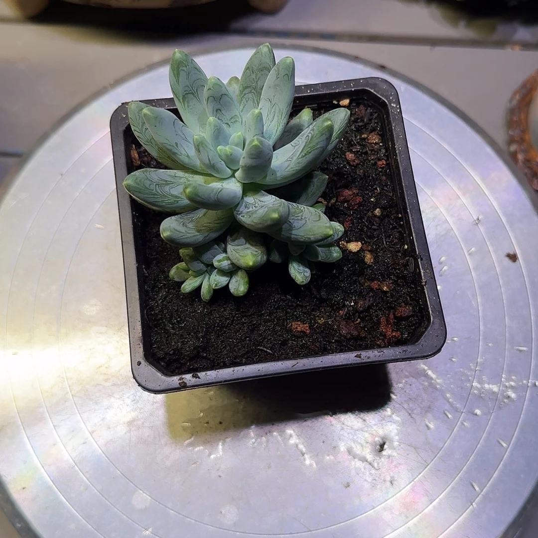 阿帝斯托多肉一物一拍