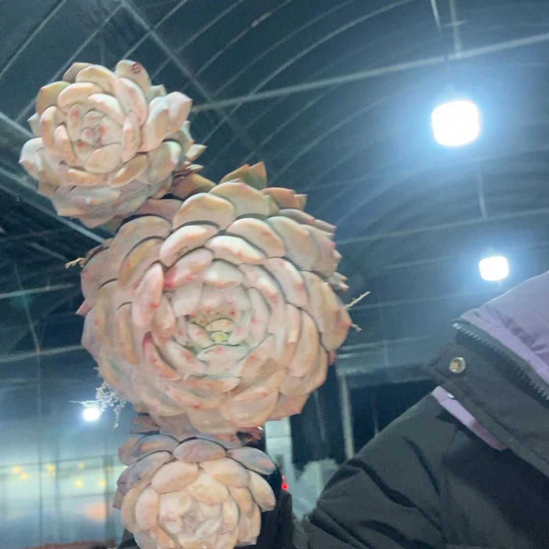 8-62梦露随机三头有桩无砍老桩