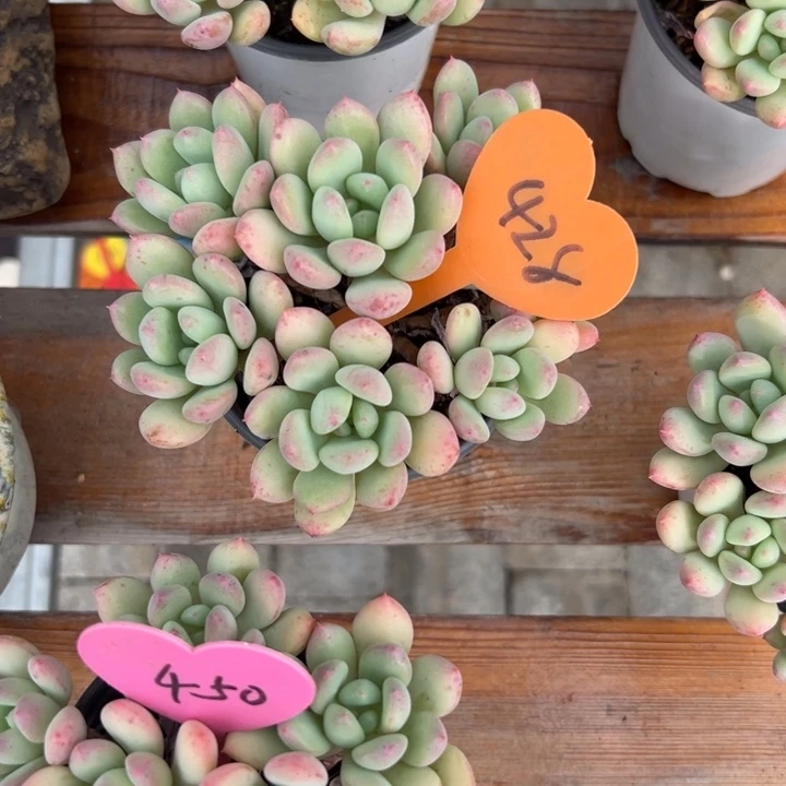 孔***屏多肉植物一物一拍