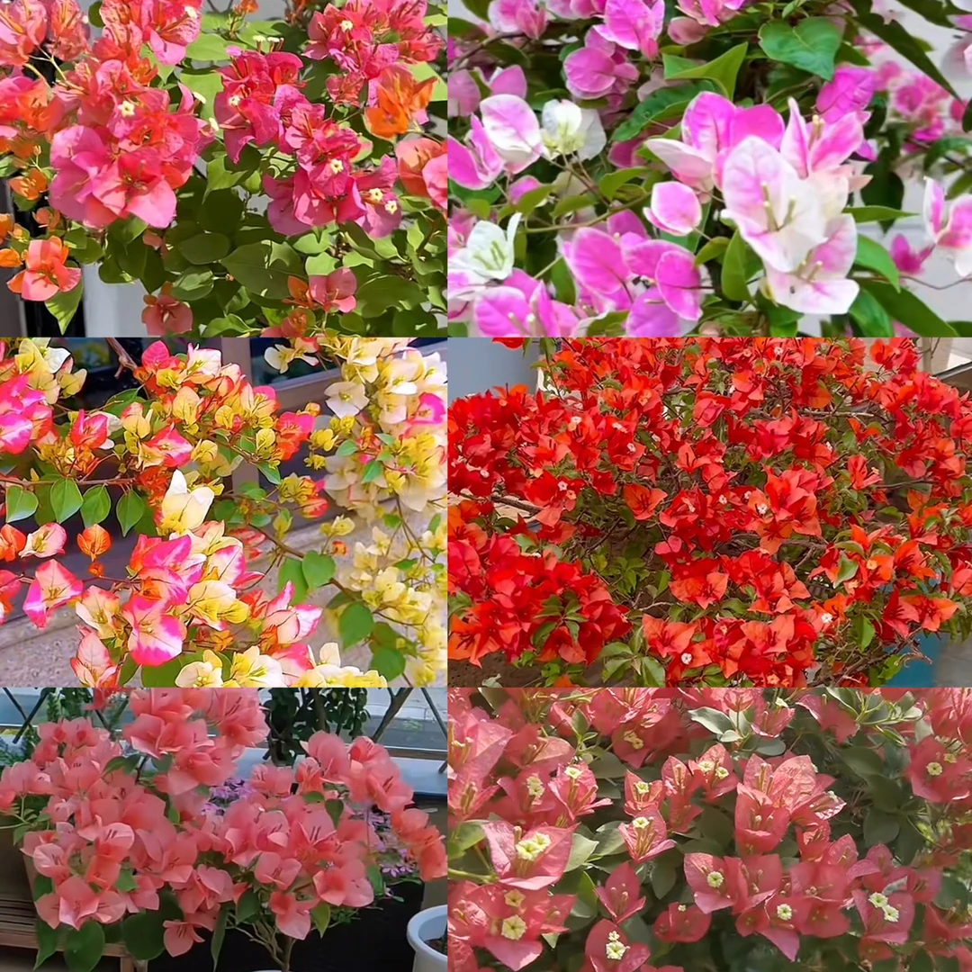 【一物一拍】三角梅盆栽四季开花耐热好养适合庭院阳台花卉绿植