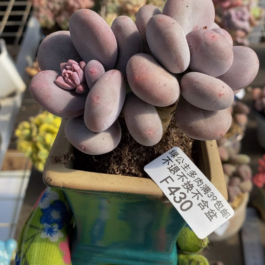 大叶奶酪430/8c m