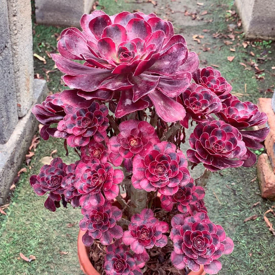 丽娜锦，多肉植物的