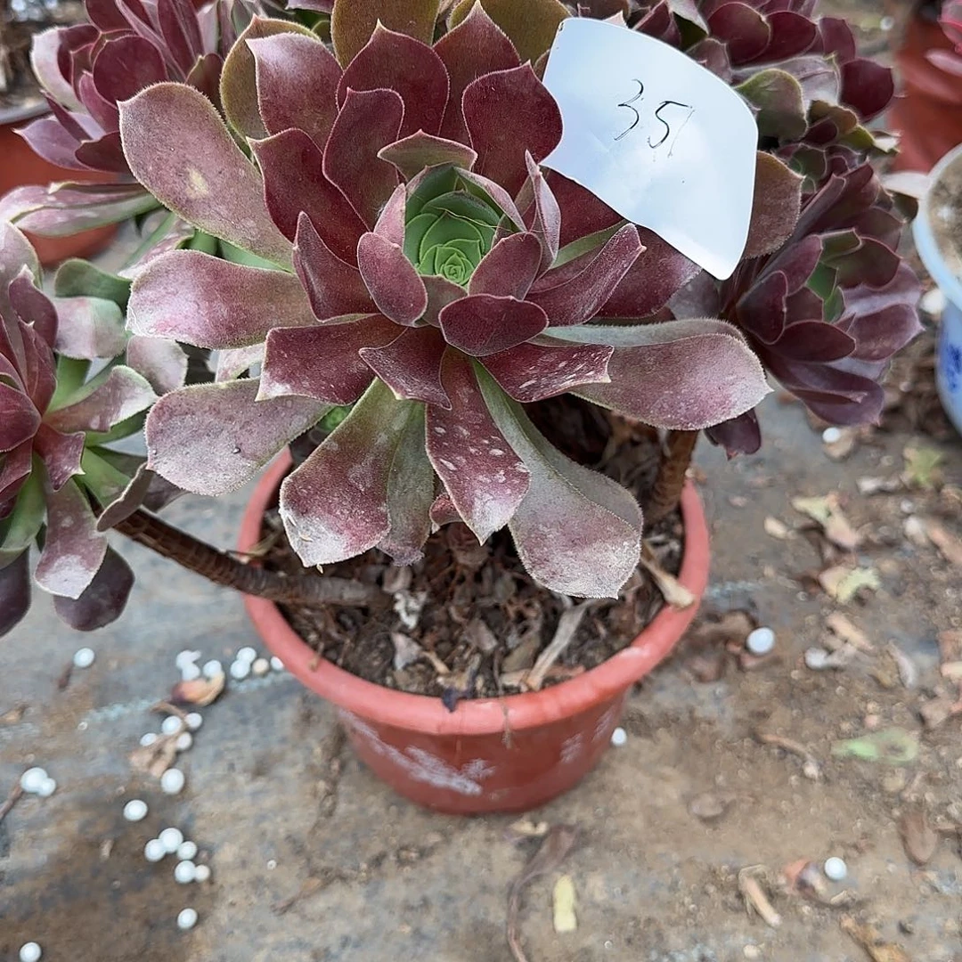 沫*35多肉植物保护研究所所长