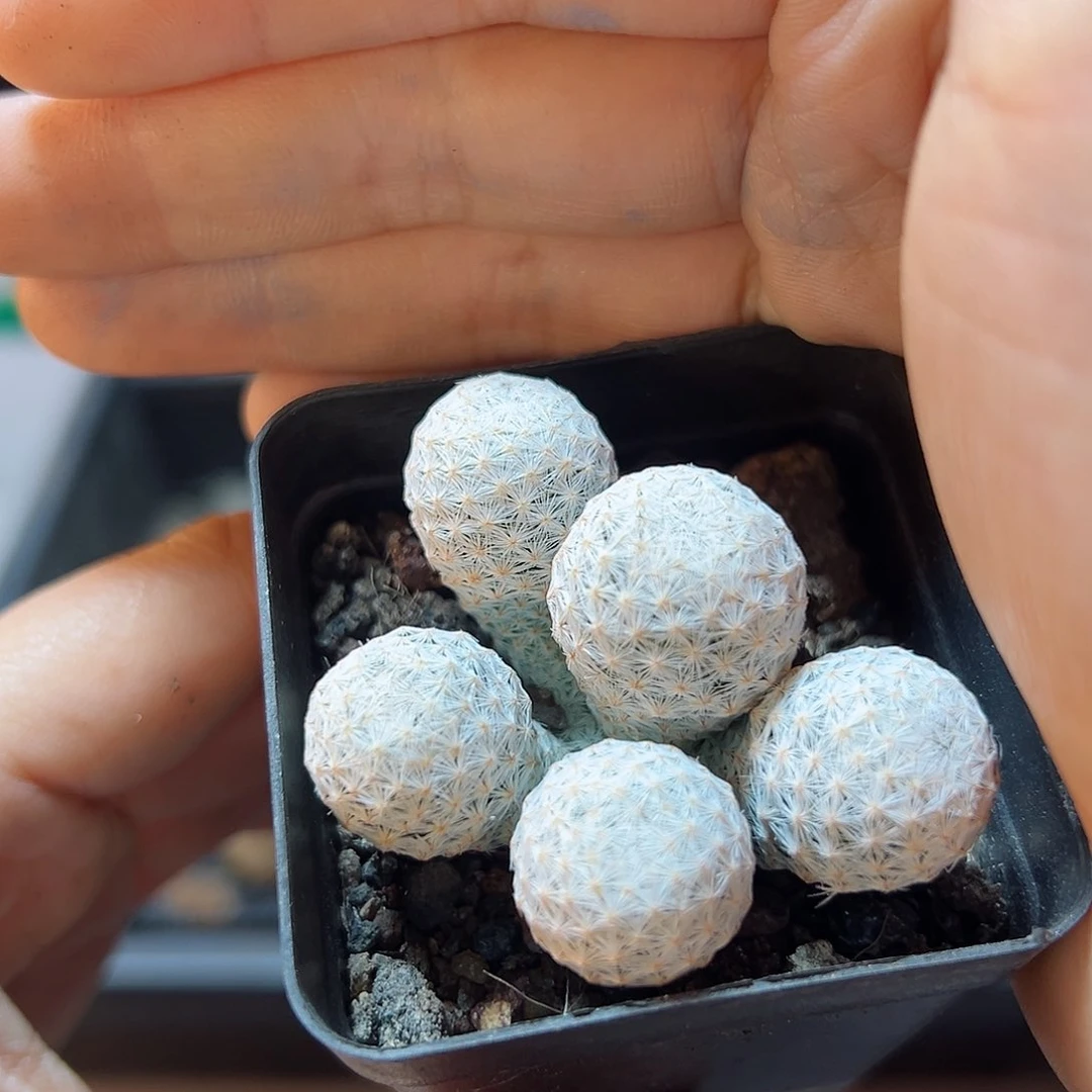 自根5头白鸟4.3公分