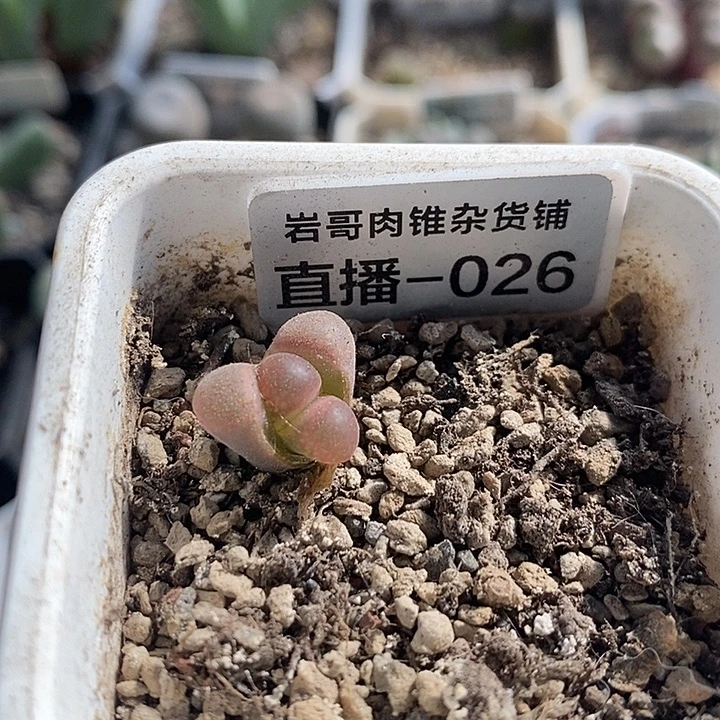 C10大型红风铃一颗