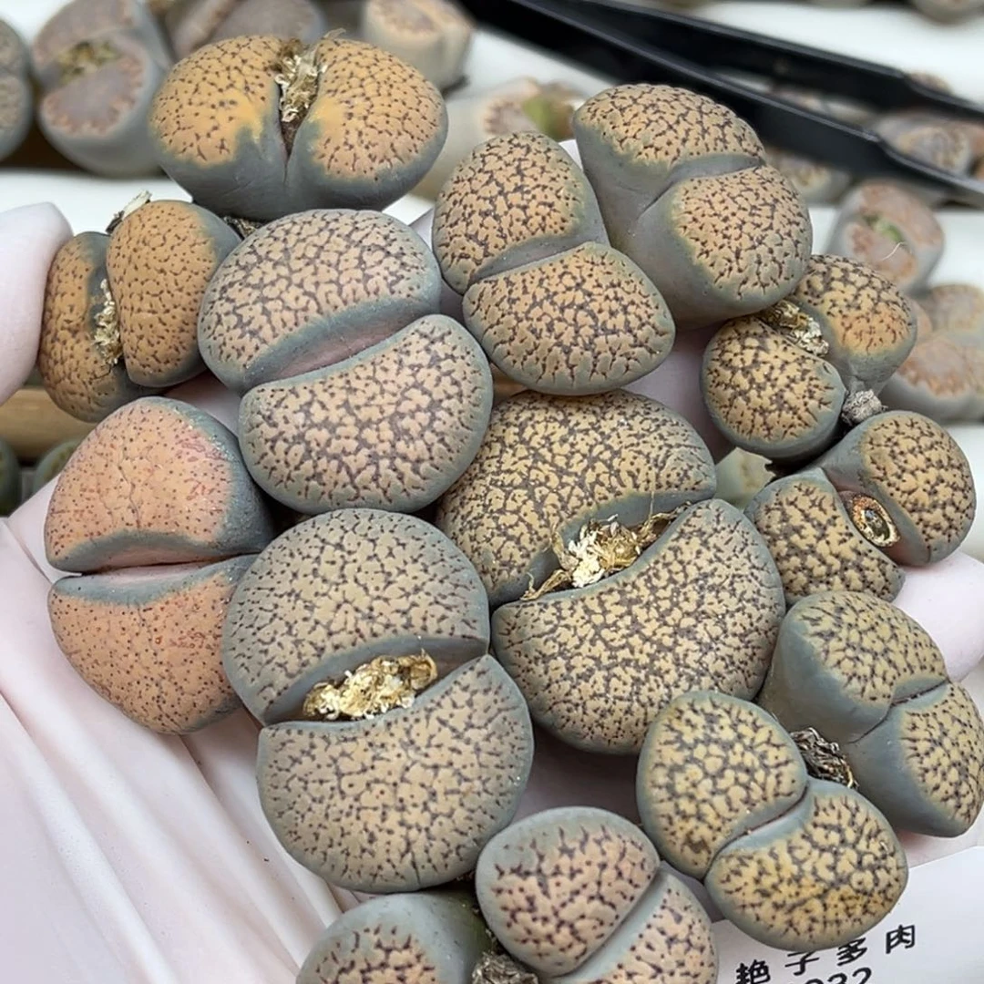 搞***吧1932号一首德州玫瑰