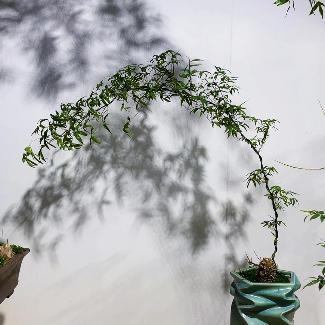 小叶簕竹熟桩陶瓷盆一物一拍